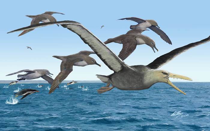5000万年前生活于南极的巨型远洋鸟类伪齿鸟或为有史以来最大飞行鸟类