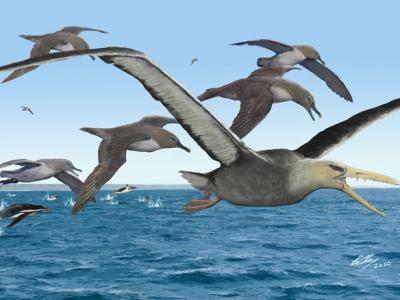 5000万年前生活于南极的巨型远洋鸟类伪齿鸟或为有史以来最大飞行鸟类