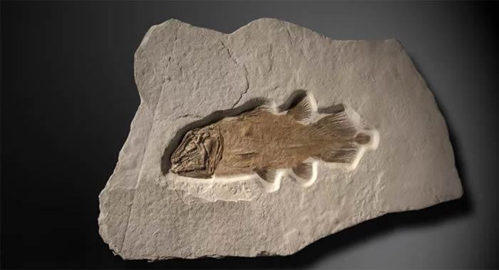 2亿年前古老鱼类化石将在英国预计以5万英镑的价格拍卖