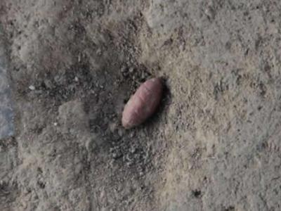 山西夏县师村遗址发现6000年前石雕蚕蛹