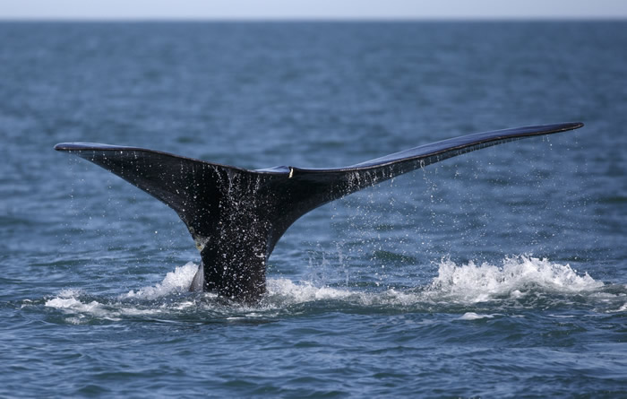 美国国家海洋暨大气管理局（NOAA）：北大西洋露脊鲸全球仅存366头