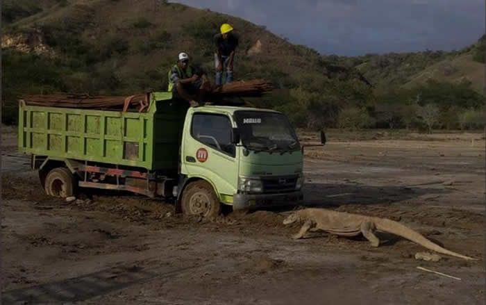 印尼林卡岛科莫多龙和施工卡车对峙的照片引发关注