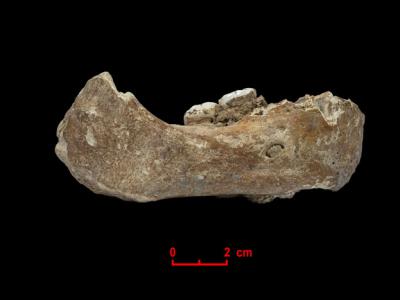 中国科学家在青藏高原白石崖溶洞遗址发现的丹尼索瓦人下颌骨成功提取到DNA
