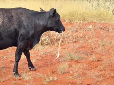 澳洲男子目睹黑牛嘴叼着一条沙蟒 咬掉头部用吸吮的方式咀嚼