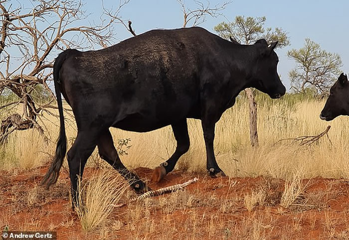 澳洲男子目睹黑牛嘴叼着一条沙蟒 咬掉头部用吸吮的方式咀嚼