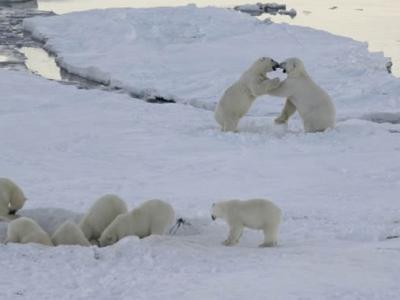俄罗斯楚科奇自治区雷尔凯皮村搁浅的鲸鱼尸体引来了近50只北极熊