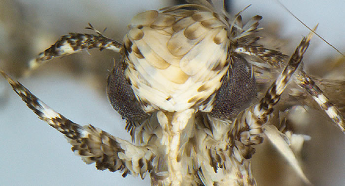 俄罗斯科学家将培育以塑料为食的螟蛾群落
