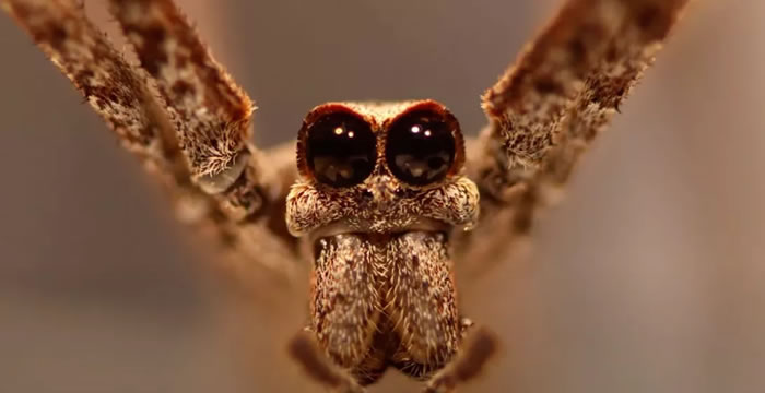 “食人魔之脸”蜘蛛Deinopis spinosa能用腿来聆听来自空中昆虫的声音