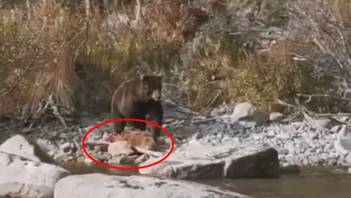 俄罗斯库页湖拍到一只棕熊正在吃幼崽的恐怖画面