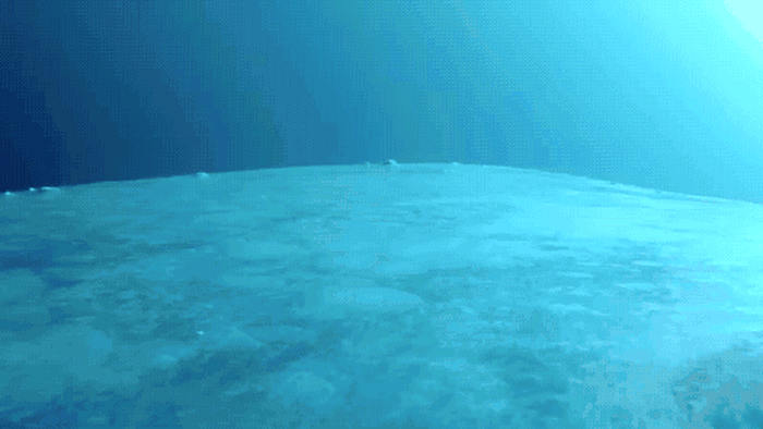 美国加州沿海拍摄到䲟鱼吸附在蓝鲸上“冲浪”的画面