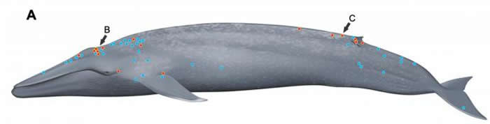 美国加州沿海拍摄到䲟鱼吸附在蓝鲸上“冲浪”的画面