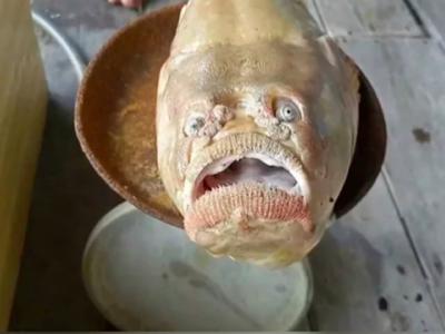东方披肩藤？泰国喀比府男子出海捕获有人类嘴型和眼睛的“木乃伊”怪鱼