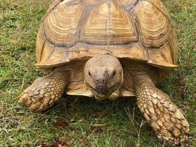 美国亚拉巴马州60多岁宠物苏卡达陆龟离家出走