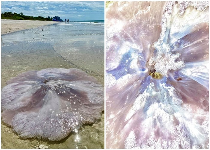 美国佛罗里达州男子在海边跑步意外发现罕见“粉红吝啬鬼”1.2米巨型水母