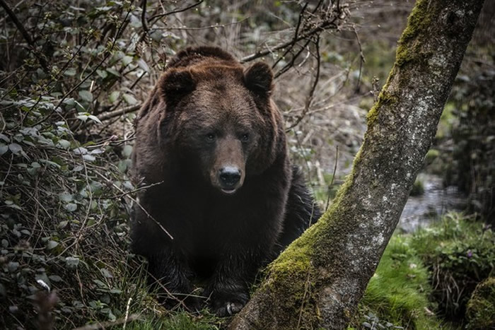 俄罗斯库尔斯克州法捷日斯基区私人动物园黑熊袭击女员工