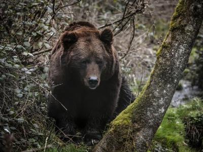 俄罗斯库尔斯克州法捷日斯基区私人动物园黑熊袭击女员工