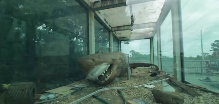 澳洲废弃野生动物乐园大水缸惊见5米长大白鲨
