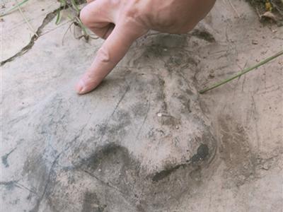 贵州安顺幺铺发现大量古生物足迹化石