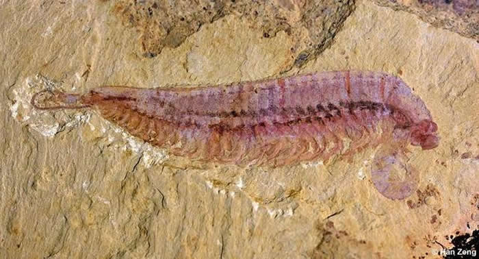 麒麟虾化石。曾晗供图