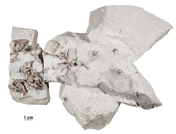 鼠形多瘤齿兽类化石F·primaevus研究表明哺乳动物在逾7500万年前就有社群行为