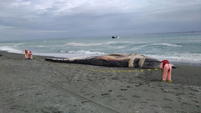 春节搁浅台东长滨外海蓝鲸，初步鉴定来自北印度洋类群。图片来源：海保署