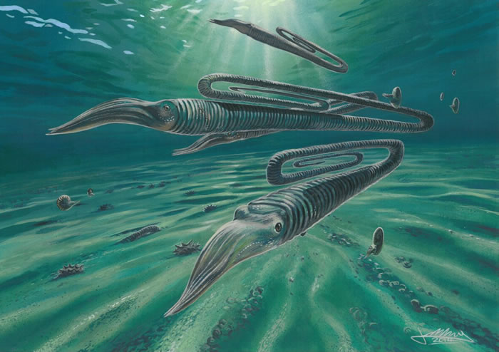 研究发现6800万年前的“回形针”菊石Diplomoceras maximum可能活到200岁