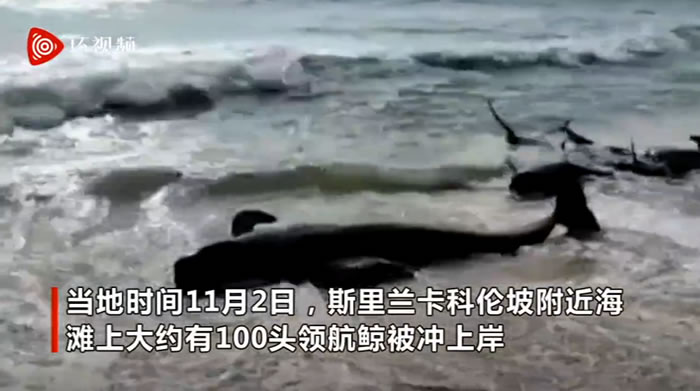 120头领航鲸（巨头鲸）在斯里兰卡科伦坡附近的帕讷杜勒海岸集体搁浅