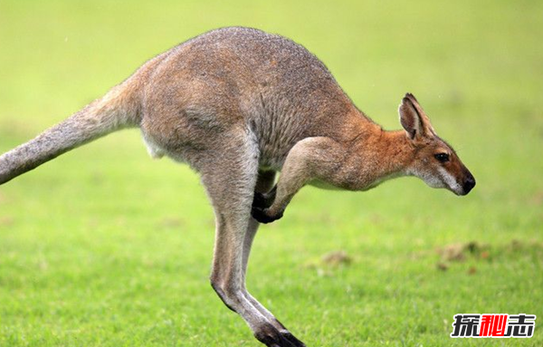 澳大利亚10大特有动物 你们都见过吗?(大吃一惊)