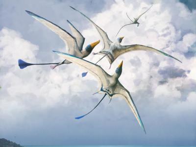 英国《自然》杂志：自然选择使翼龙的飞行变得更为高效