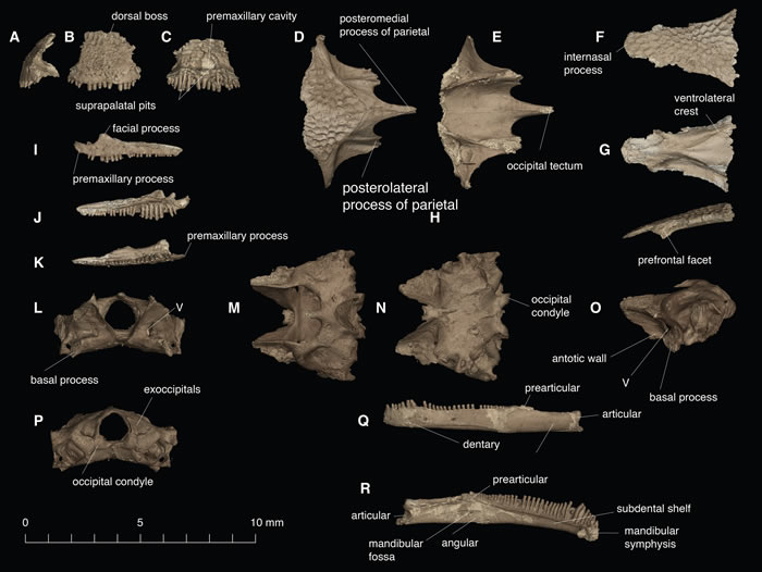 化石发现提示被当作古时的变色龙可能是阿尔班螈类两栖动物Yaksha perettii