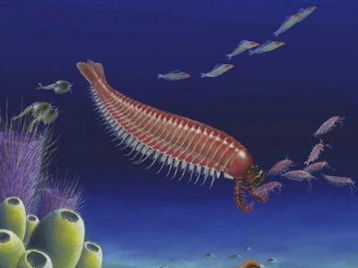 五亿多年前的澄江动物群中发现“节肢动物起源”的关键过渡型化石——“麒麟虾”