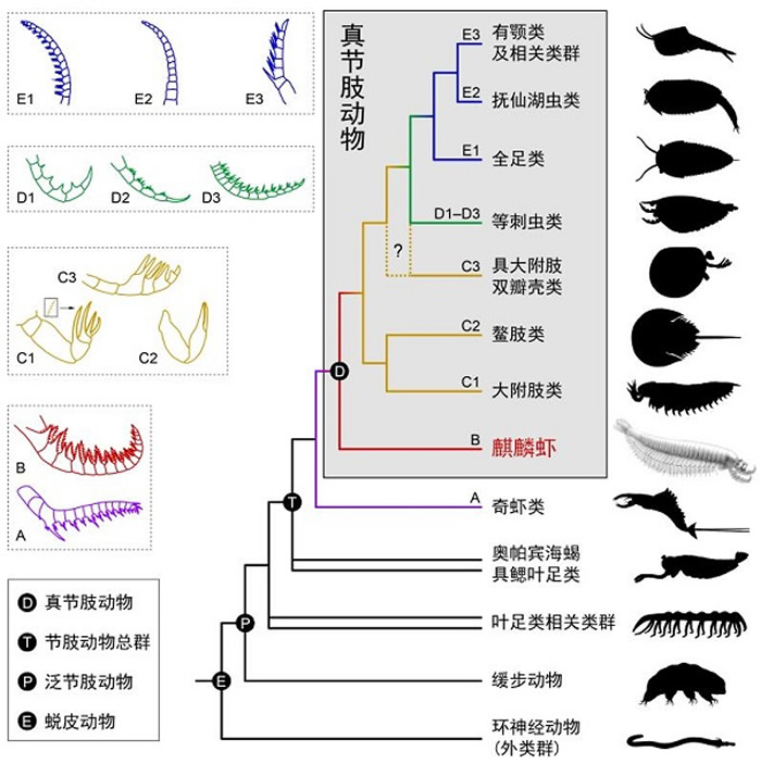 麒麟虾和早期节肢动物之间的演化关系 (曾晗制图) 颜色和字母表示节肢动物第一对附肢的不同类型