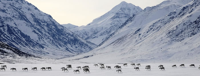 “北极动物活动档案馆”（AAMA）生态“大数据”所揭示的对北极变化的了解
