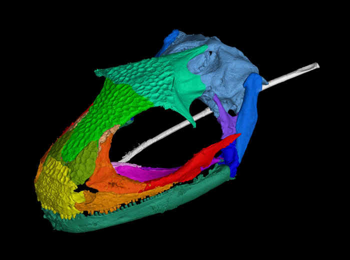 9900万年前两栖类动物Albanerpetontids是“弹弓式”舌头的最早使用者