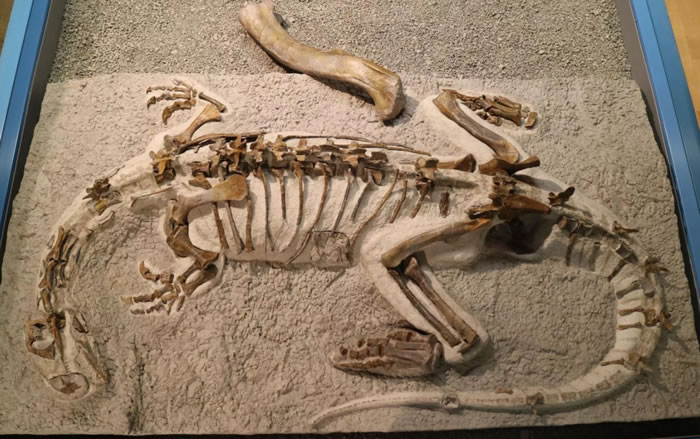 瑞士发现的板龙幼龙的骨骼化石显示其外形可能与成年恐龙十分相似