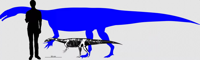 瑞士发现的板龙幼龙的骨骼化石显示其外形可能与成年恐龙十分相似