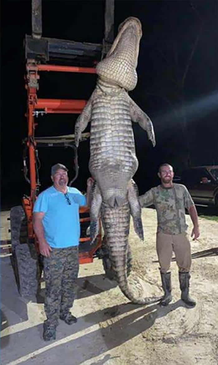美国佛罗里达州居民用鱼鳔猎杀4米长短吻鳄 这条鳄鱼过去三年一直跟踪他