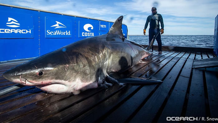 在加拿大被标记的全球最大大白鲨在美国迈阿密被发现