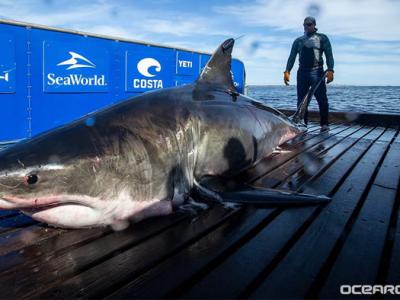 在加拿大被标记的全球最大大白鲨Unama'ki在美国迈阿密被发现