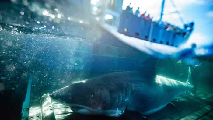 在加拿大被标记的全球最大大白鲨在美国迈阿密被发现