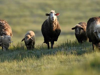 俄罗斯学者在阿尔泰发现5000年前青铜时代家养绵羊遗骸
