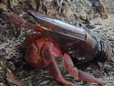 泰国国家公园管理局公布名为“寄居蟹回归家园计划” 呼吁公众捐出贝壳