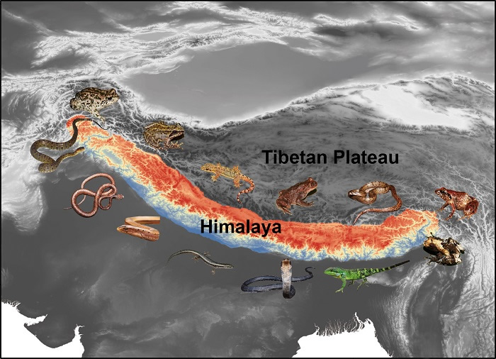 喜马拉雅山区及代表两栖爬行动物示意图
