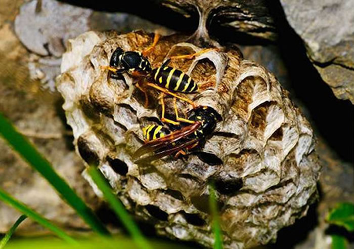 马来西亚63岁怪手司机在野外工作不小心误触蜂窝 惨遭到一大群虎头蜂攻击被螫死
