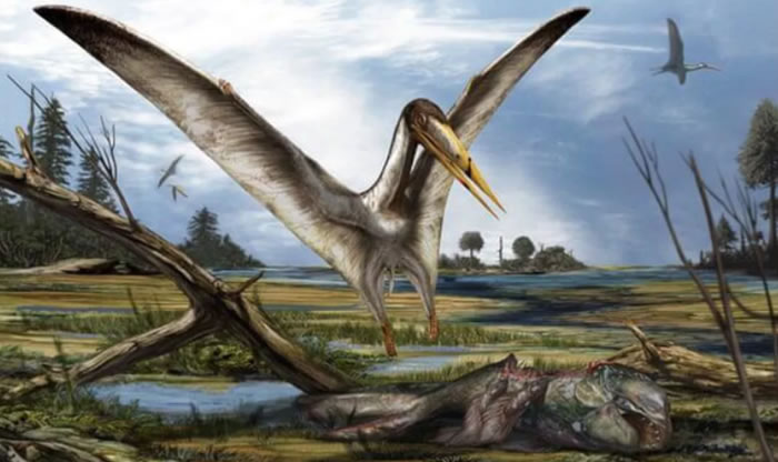 英国朴次茅斯大学抽屉鲨鱼化石中发现6000多万年前的飞行爬行动物翼龙遗骸