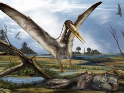 英国朴次茅斯大学抽屉鲨鱼化石中发现6000多万年前的飞行爬行动物翼龙遗骸
