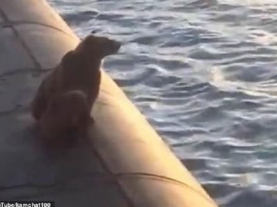 一段棕熊母子登上俄罗斯核潜艇甲板惨遭海军人员射杀的影片引发众怒