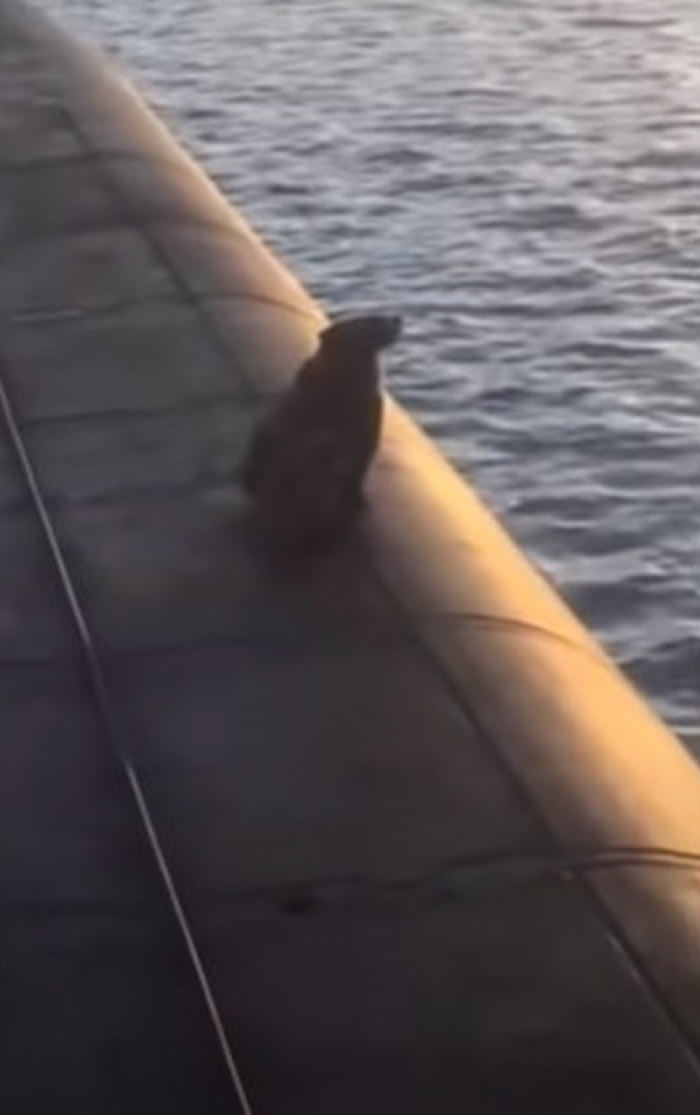 一段棕熊母子登上俄罗斯核舰艇甲板惨遭海军人员射杀的影片引发众怒