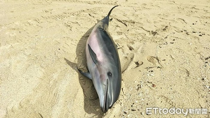 台湾垦丁南湾沙滩发现弗氏海豚死亡 鲸脂有多量寄生虫囊