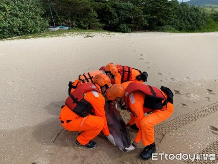 台湾垦丁南湾沙滩发现弗氏海豚死亡 鲸脂有多量寄生虫囊